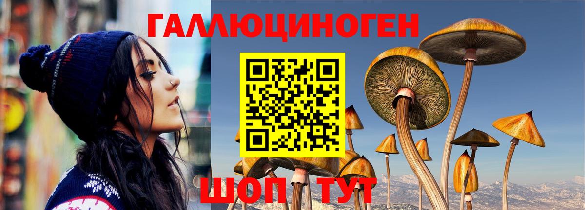 Галлюциногенные грибы Psilocybine cubensis Вязьма