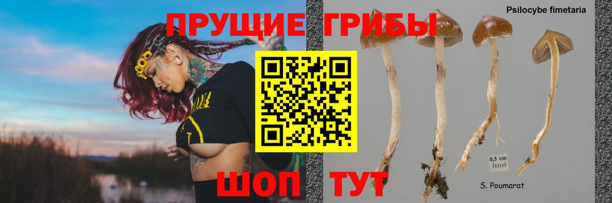 Галлюциногенные грибы Psilocybe  Вход с VPN  Вязьма 